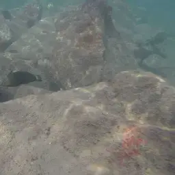 Splendid Rainbow Wrasse, photo 2