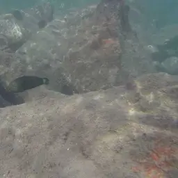 Splendid Rainbow Wrasse, photo 3