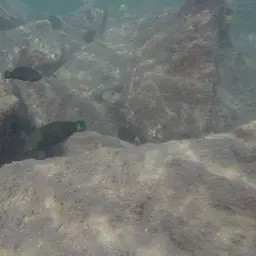 Splendid Rainbow Wrasse, photo 4