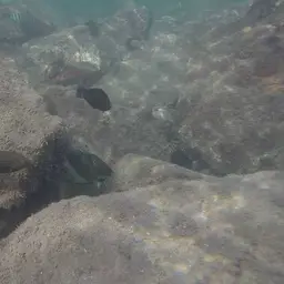 Splendid Rainbow Wrasse, photo 5
