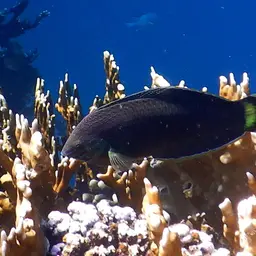 Splendid Rainbow Wrasse, photo 6