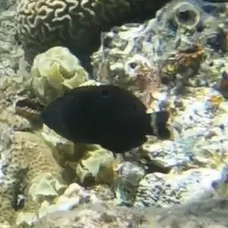 Splendid Rainbow Wrasse, photo 8