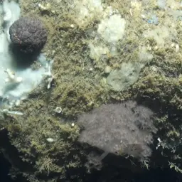 Flowery Carnation Coral, photo 3