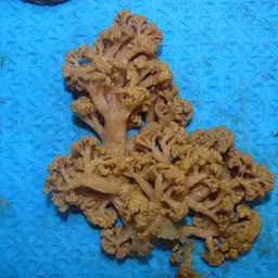 Flowery Carnation Coral, photo 6