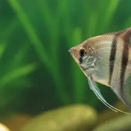 Dwarf Angelfish, photo 3