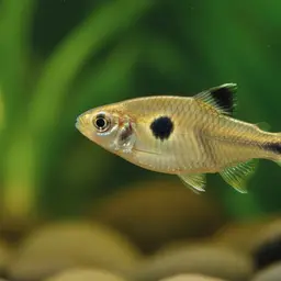 Dwarf Barb, photo 10