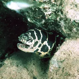 Chain Moray Eel
