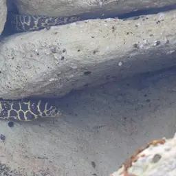 Chain Moray Eel, photo 2