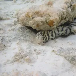 Chain Moray Eel, photo 3