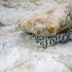 Chain Moray Eel, photo 4