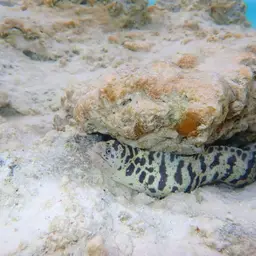 Chain Moray Eel, photo 5
