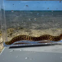 Chain Moray Eel, photo 6