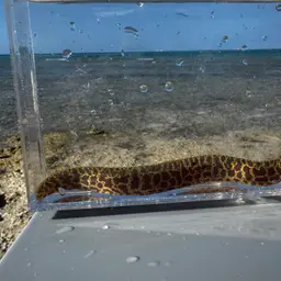 Chain Moray Eel, photo 7