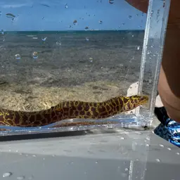Chain Moray Eel, photo 8