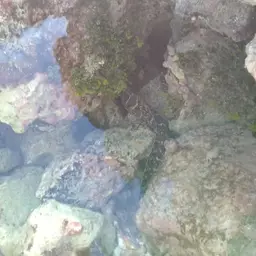 Chain Moray Eel, photo 10