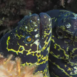Chain Moray Eel, photo 11
