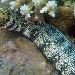 Snowflake Eel