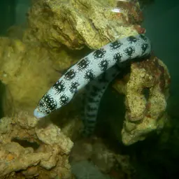 Snowflake Eel, photo 2