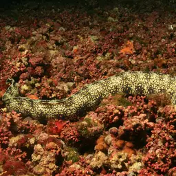 Snowflake Eel, photo 3