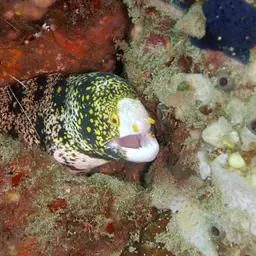 Snowflake Eel, photo 4