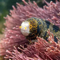 Snowflake Eel, photo 5