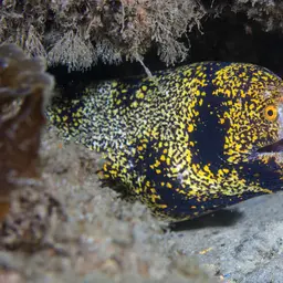 Snowflake Eel, photo 6