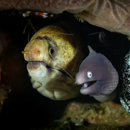 Snowflake Eel, photo 7
