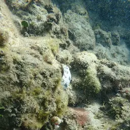 Snowflake Eel, photo 8