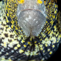 Snowflake Eel, photo 9