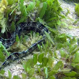 Snowflake Eel, photo 10