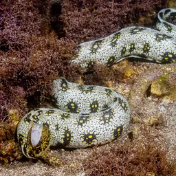 Snowflake Eel, photo 11