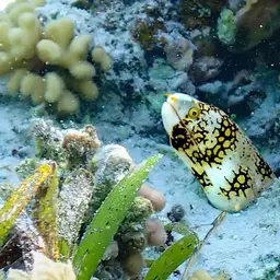 Snowflake Eel, photo 12