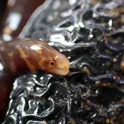 Dark-banded Eel, photo 1
