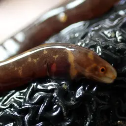 Dark-banded Eel, photo 2