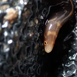Dark-banded Eel, photo 3
