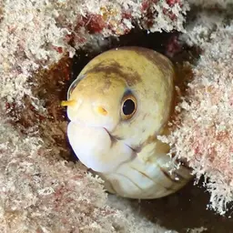 Dark-banded Eel, photo 4