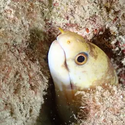Dark-banded Eel, photo 5