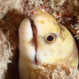 Dark-banded Eel, photo 6