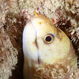Dark-banded Eel, photo 7