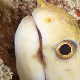 Dark-banded Eel, photo 8
