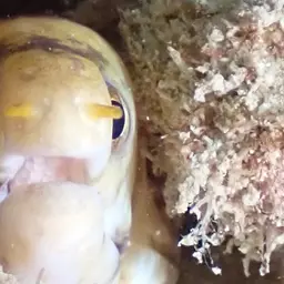 Dark-banded Eel, photo 9