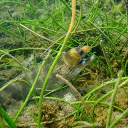 Dark-banded Eel, photo 11