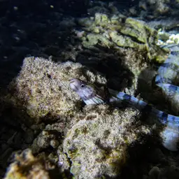 Dark-banded Eel, photo 12
