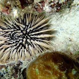Rock-boring Urchin, photo 1