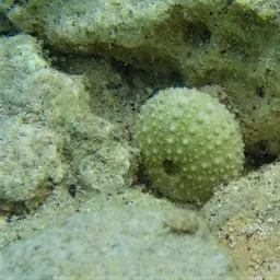 Rock-boring Urchin, photo 2