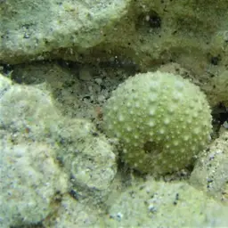 Rock-boring Urchin, photo 3