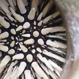 Rock-boring Urchin, photo 4