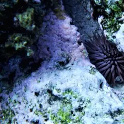 Rock-boring Urchin, photo 6