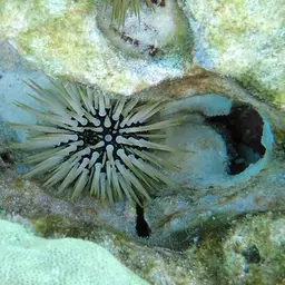 Rock-boring Urchin, photo 7