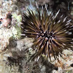 Rock-boring Urchin, photo 8